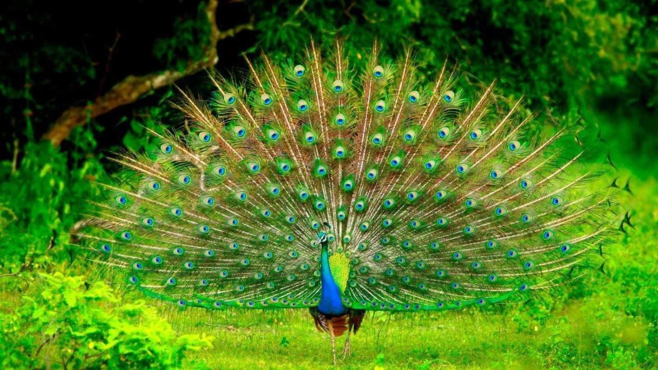 Leesa Villa Safari Resort Удавалаве Екстер'єр фото